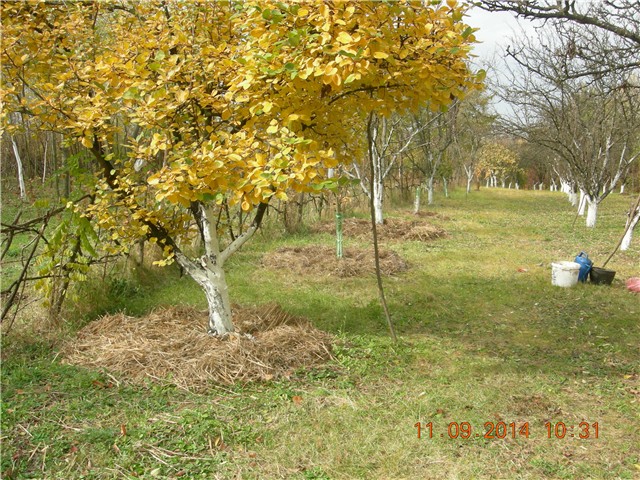 arčilend